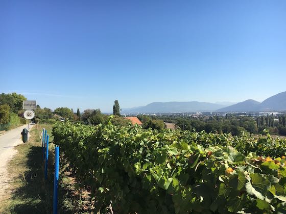 Weinbau in Genf